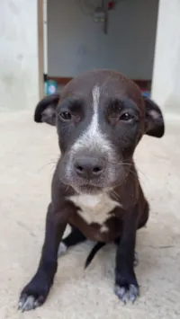 Cachorro raça SRD-ViraLata idade 2 a 6 meses nome Velma
