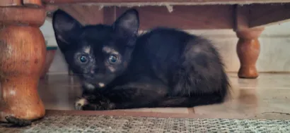 Gato raça SRD-ViraLata idade 2 a 6 meses nome Agape e philia