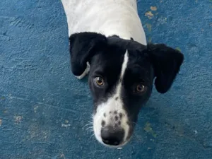 Cachorro raça SRD-ViraLata idade 2 anos nome Luna