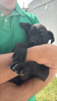 Cachorro raça SRD-ViraLata idade 7 a 11 meses nome Nick