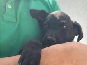 Cachorro raça SRD-ViraLata idade 7 a 11 meses nome Nick