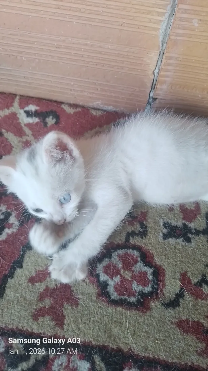 Gato raça SRD-ViraLata idade 2 a 6 meses nome Sem nome