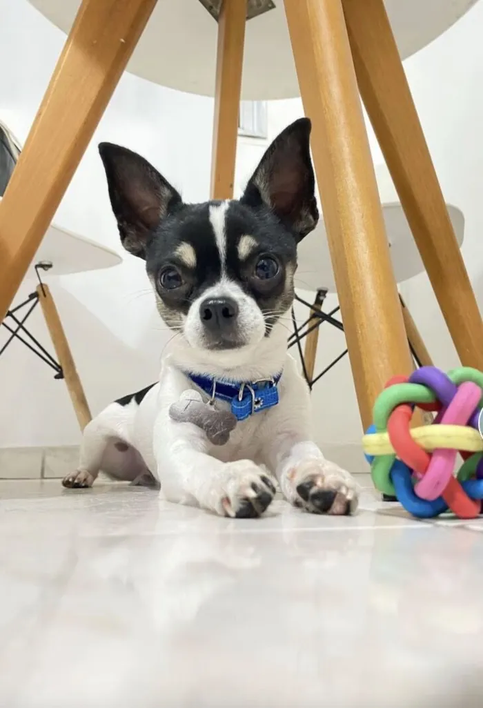 Cachorro raça Pinscher idade 2 anos nome Tutty