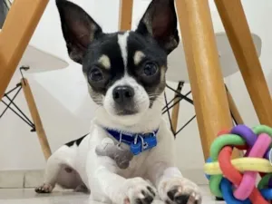 Cachorro raça Pinscher idade 2 anos nome Tutty