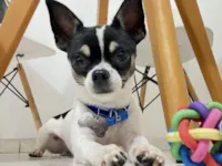 Cachorro raça Pinscher idade 2 anos nome Tutty