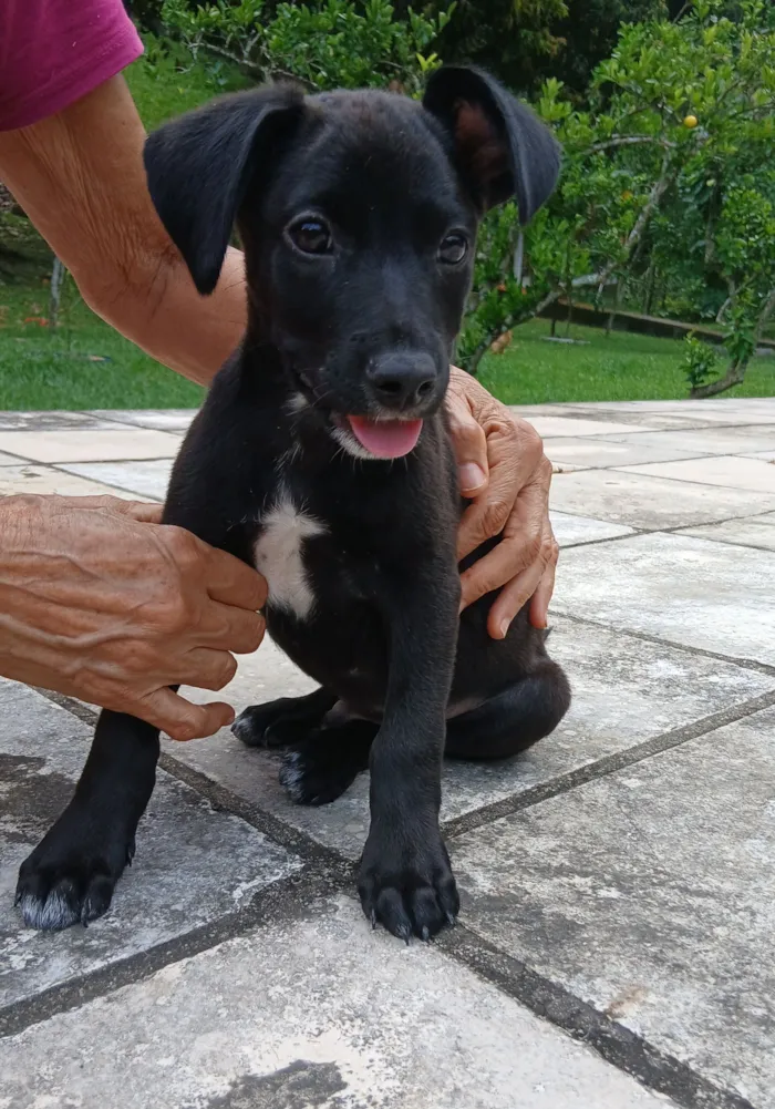 Cachorro raça SRD-ViraLata idade 2 a 6 meses nome Vinni