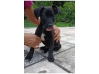 Cachorro raça SRD-ViraLata idade 2 a 6 meses nome Vinni