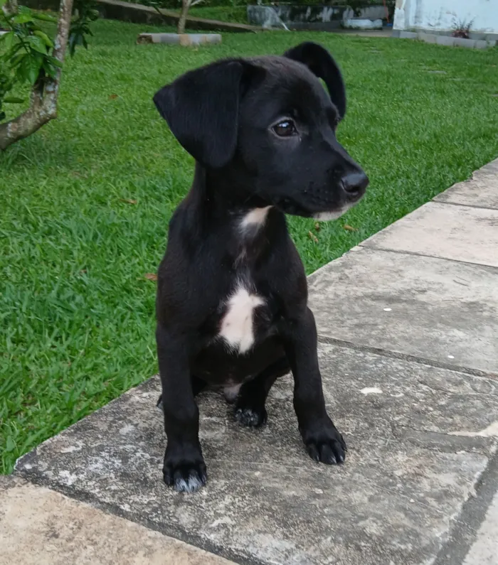 Cachorro raça SRD-ViraLata idade 2 a 6 meses nome Vinni
