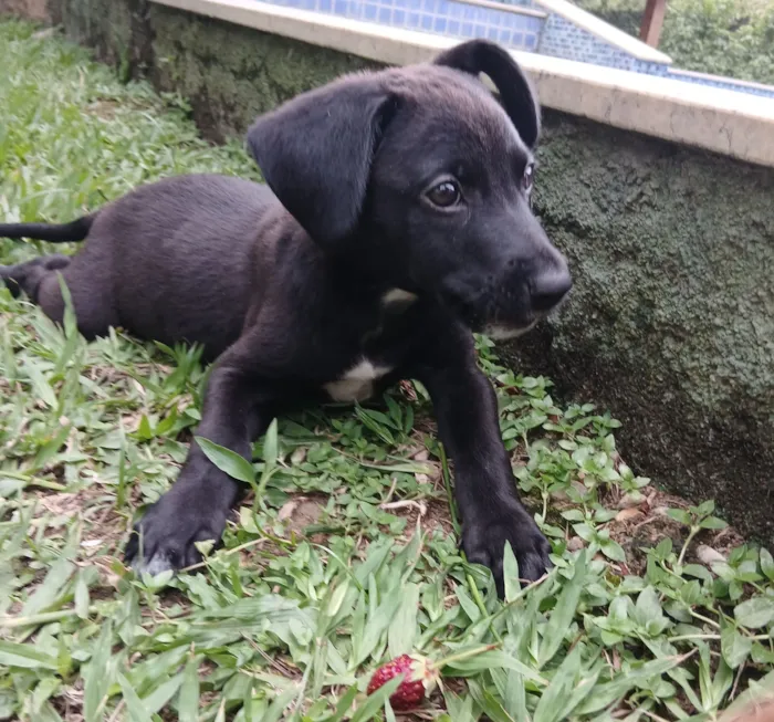 Cachorro raça SRD-ViraLata idade 2 a 6 meses nome Vinni