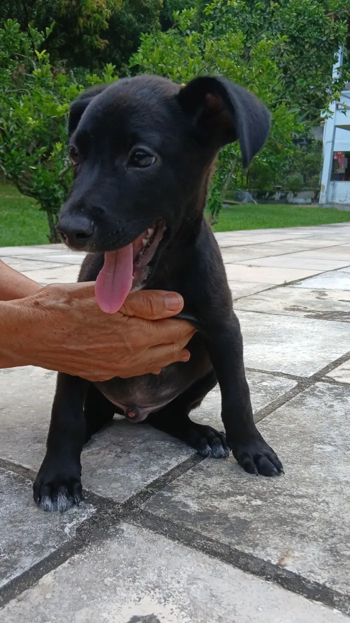 Cachorro raça SRD-ViraLata idade 2 a 6 meses nome Vinni