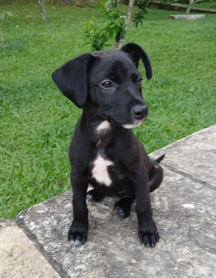 Cachorro raça SRD-ViraLata idade 2 a 6 meses nome Vinni