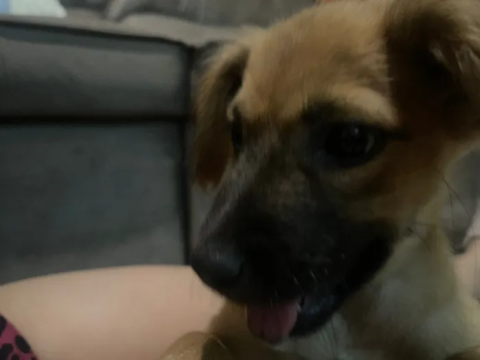 Cachorro raça SRD-ViraLata idade 2 a 6 meses nome Clarisse