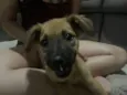 Cachorro raça SRD-ViraLata idade 2 a 6 meses nome Clarisse