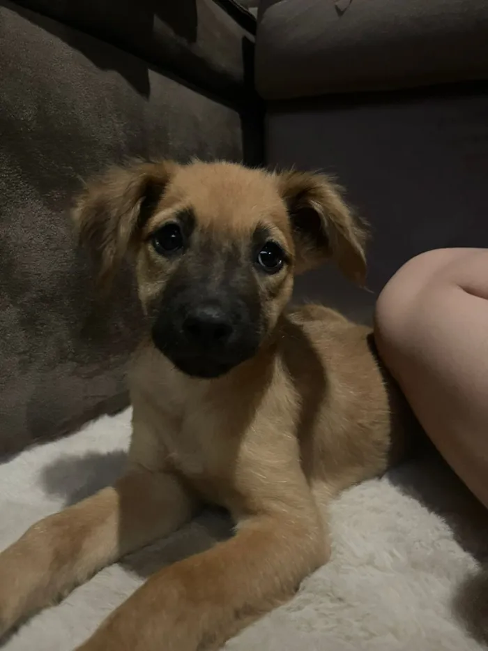 Cachorro raça SRD-ViraLata idade 2 a 6 meses nome Clarisse