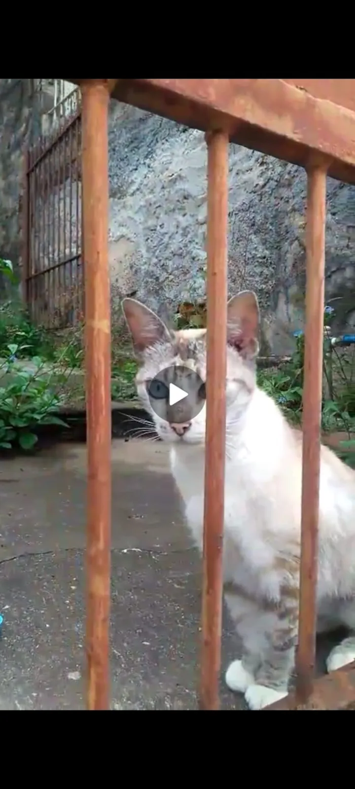 Gato raça SRD-ViraLata idade 1 ano nome Sem nome