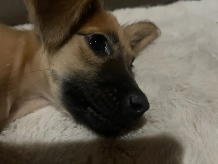 Cachorro raça SRD-ViraLata idade 2 a 6 meses nome Clarisse 