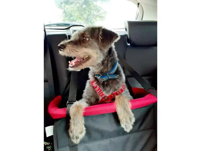 Cachorro raça SRD-ViraLata idade 6 ou mais anos nome Chico