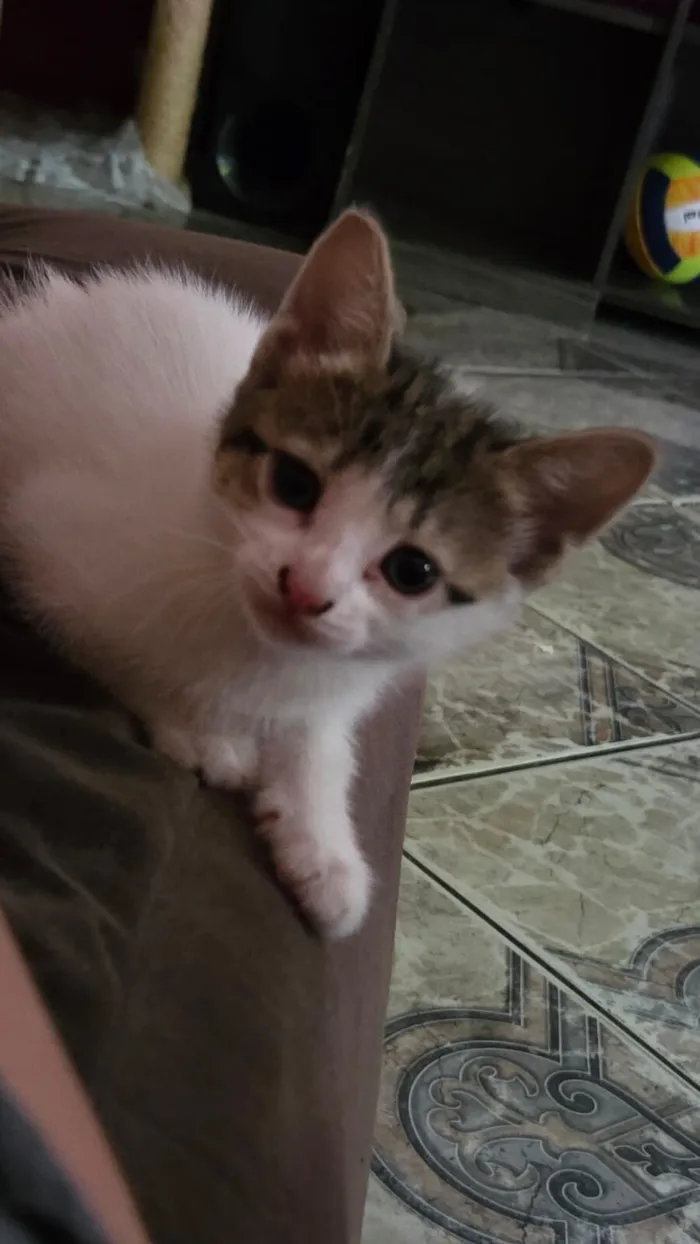 Gato raça SRD-ViraLata idade Abaixo de 2 meses nome Branquinha