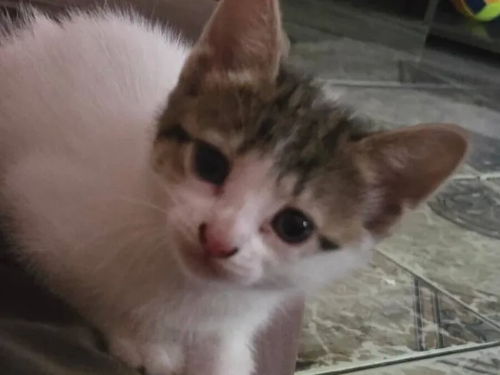 Gato raça SRD-ViraLata idade Abaixo de 2 meses nome Branquinha