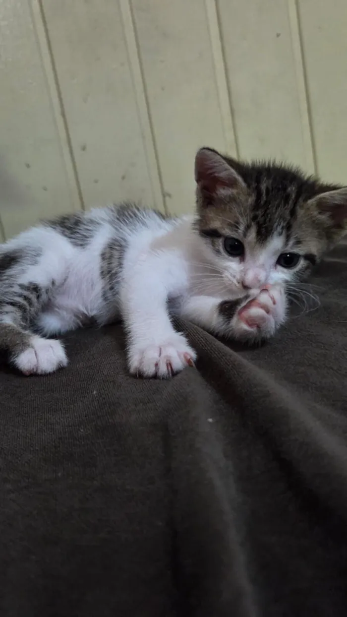 Gato raça SRD-ViraLata idade Abaixo de 2 meses nome Manchinhas