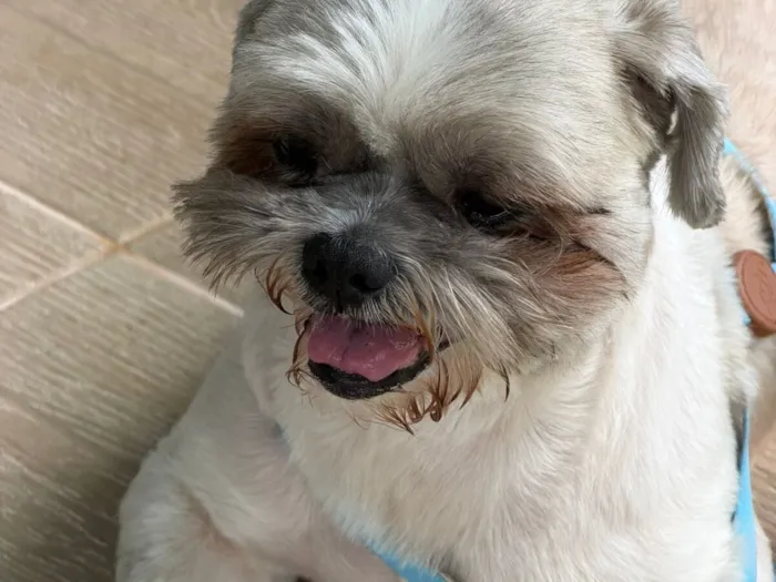Cachorro raça Shitzu idade 5 anos nome Bobby