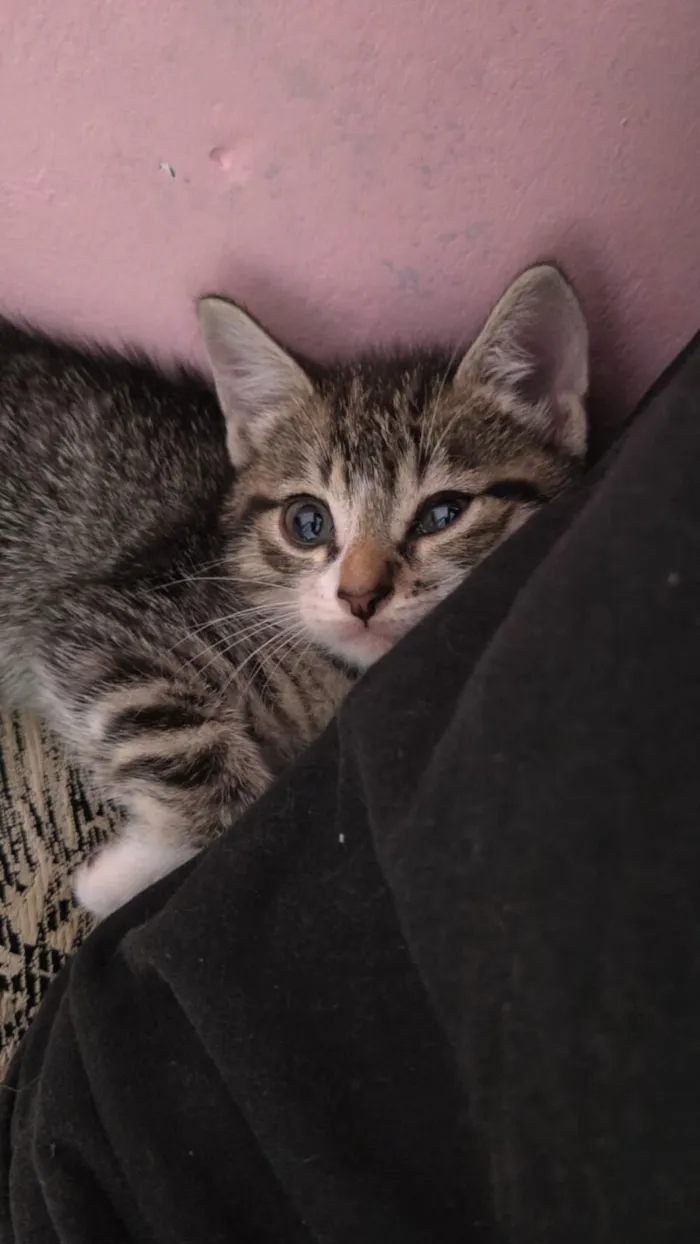Gato raça SRD-ViraLata idade Abaixo de 2 meses nome Tigradinha