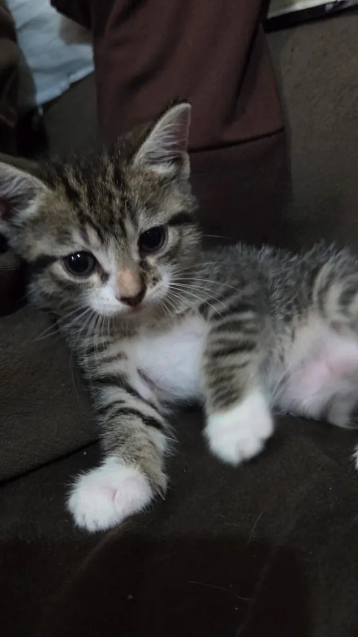 Gato raça SRD-ViraLata idade Abaixo de 2 meses nome Tigradinha