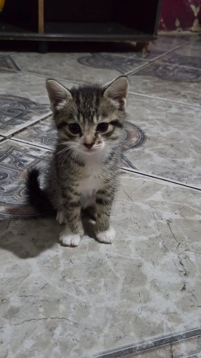 Gato raça SRD-ViraLata idade Abaixo de 2 meses nome Tigradinha