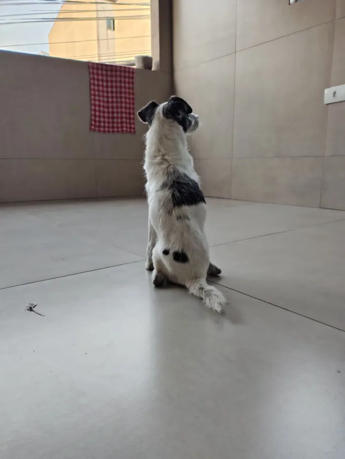 Cachorro raça SRD-ViraLata idade 6 ou mais anos nome Bolinha 