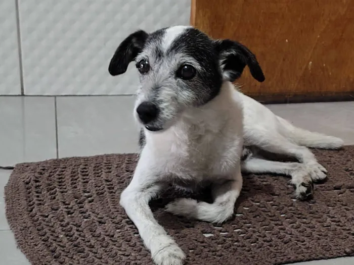 Cachorro raça SRD-ViraLata idade 6 ou mais anos nome Bolinha 