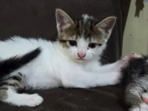 Gato raça SRD-ViraLata idade Abaixo de 2 meses nome Branquinha