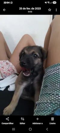 Cachorro raça SRD-ViraLata idade 3 anos nome Kitty