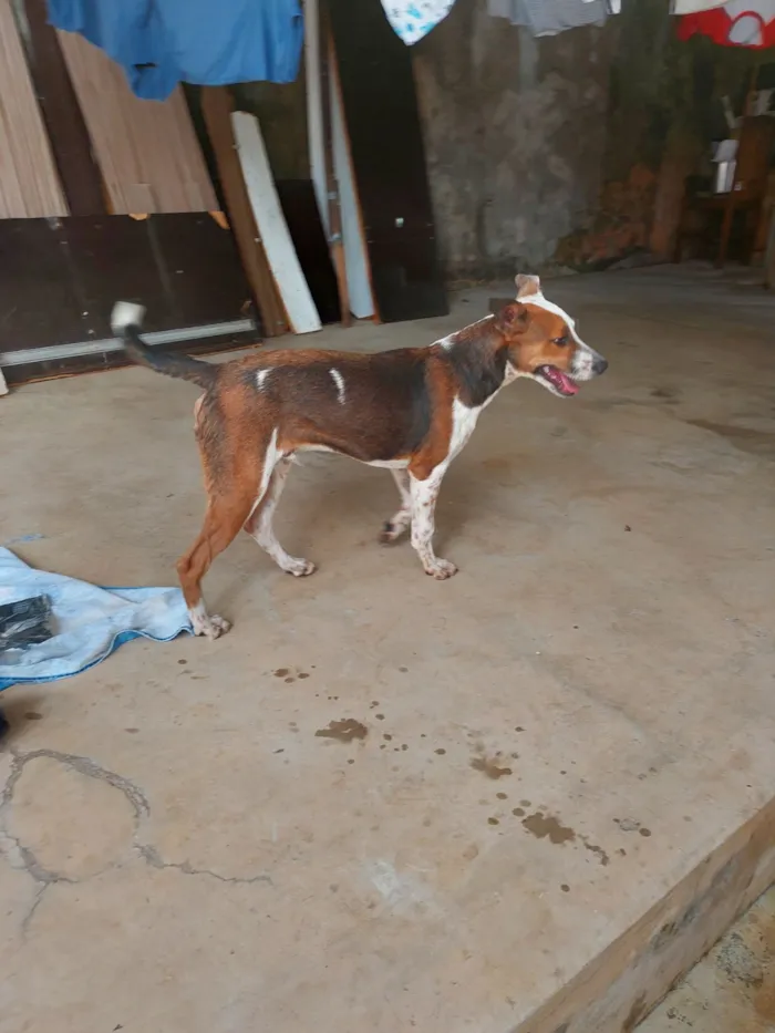 Cachorro raça SRD-ViraLata idade 2 a 6 meses nome Pipoca 