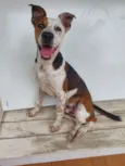 Cachorro raça SRD-ViraLata idade 2 a 6 meses nome Pipoca 