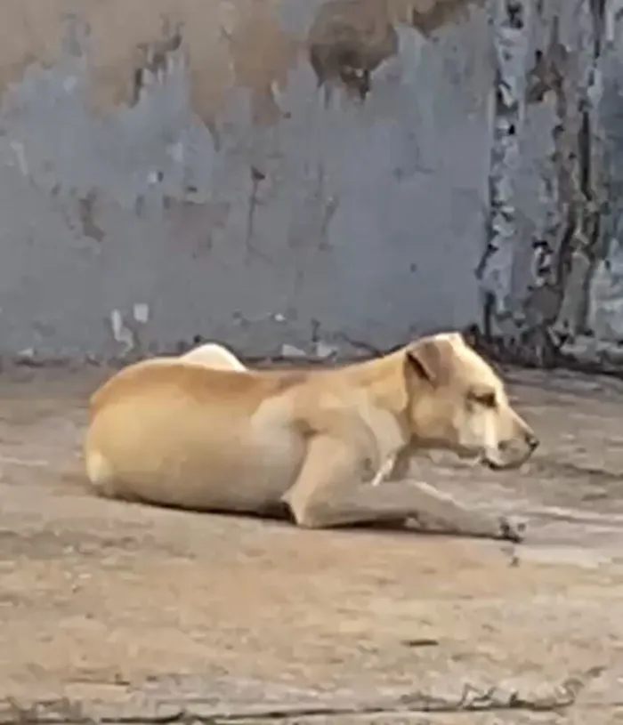 Cachorro raça Shar Pei idade 2 a 6 meses nome Caramelo 
