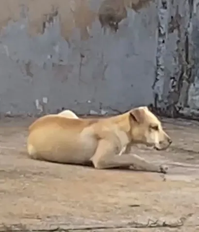 Cachorro raça Shar Pei idade 2 a 6 meses nome Caramelo 