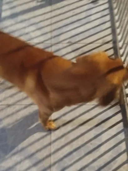 Cachorro raça Labrador idade 1 ano nome Júpiter 