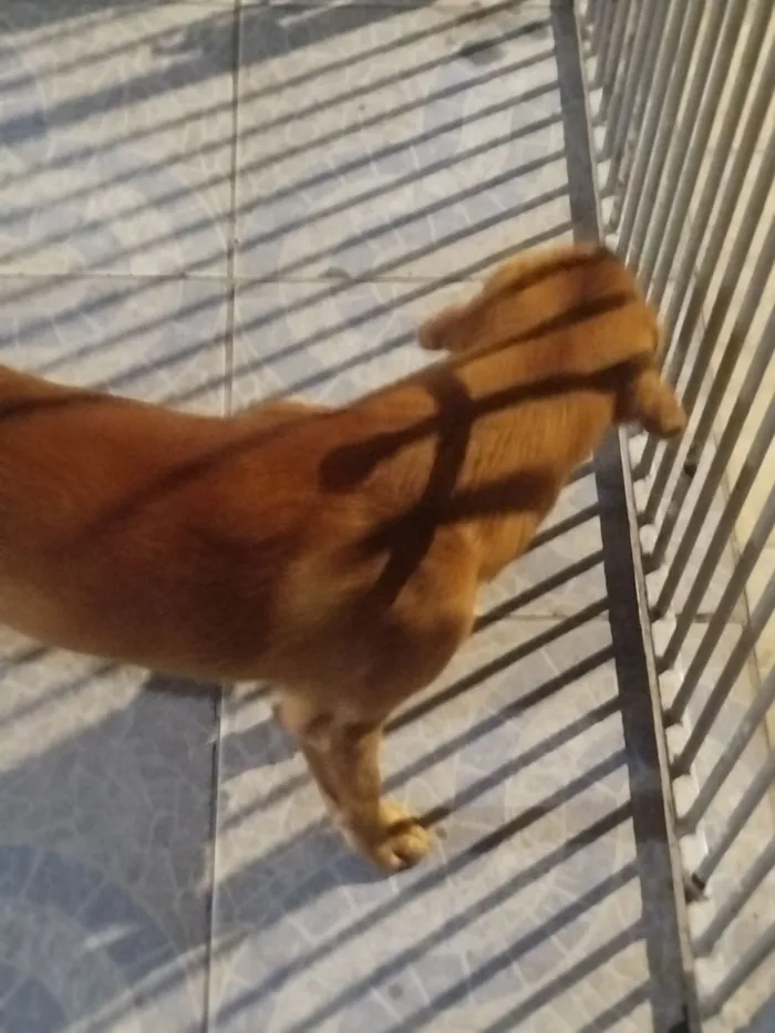 Cachorro raça Labrador idade 1 ano nome Júpiter 