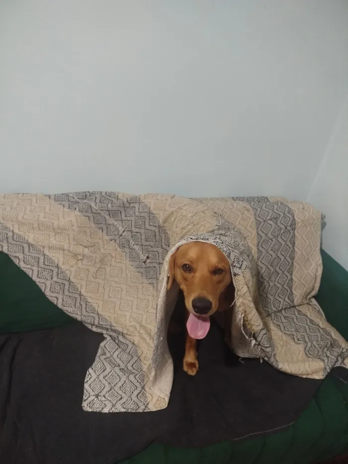 Cachorro raça Labrador idade 1 ano nome Júpiter 