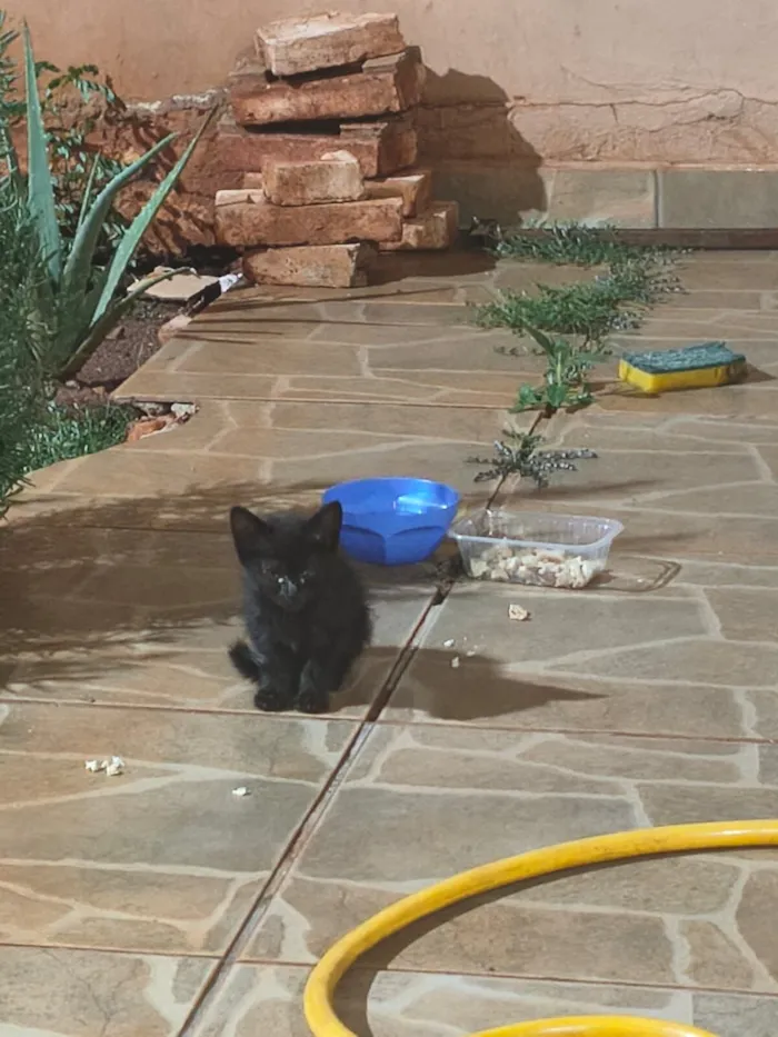 Gato raça SRD-ViraLata idade 2 a 6 meses nome Sem nome 