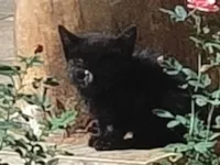 Gato raça SRD-ViraLata idade 2 a 6 meses nome Sem nome 