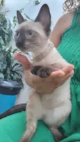 Gato raça Siamês idade 2 a 6 meses nome Não sabemos