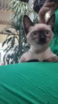 Gato raça Siamês idade 2 a 6 meses nome Não sabemos