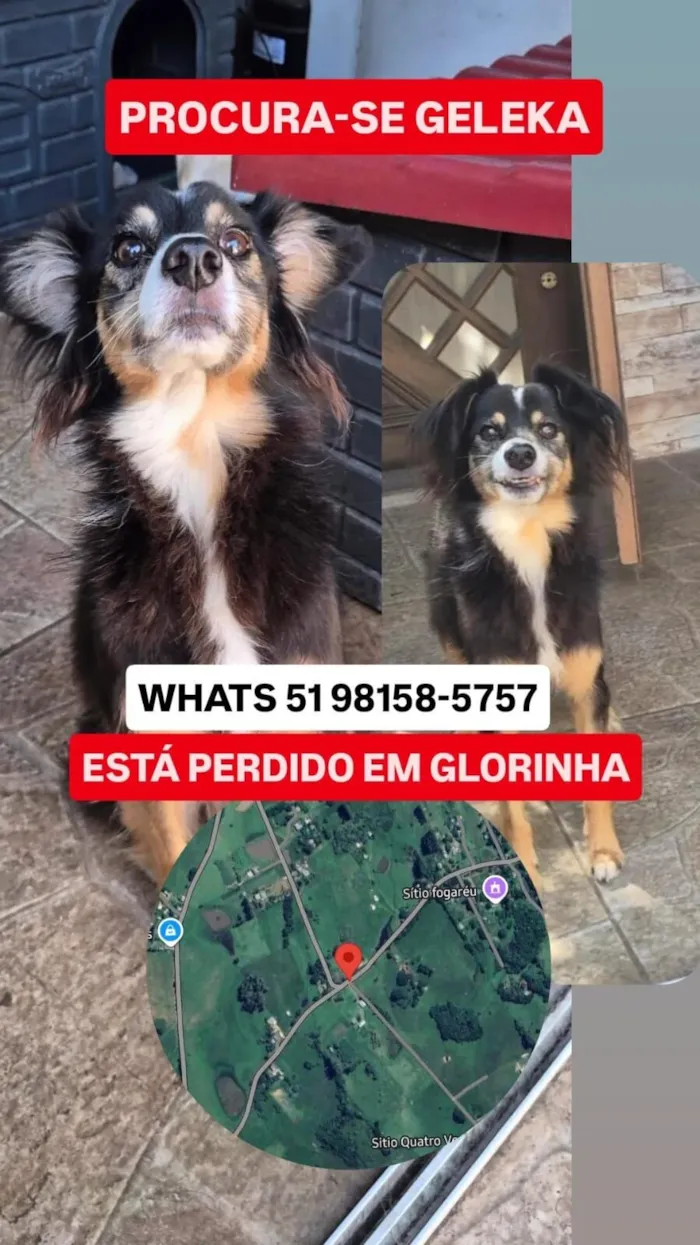 Cachorro raça SRD-ViraLata idade 6 ou mais anos nome Geleca