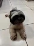 Cachorro raça Lhasa Apso idade 2 a 6 meses nome Vanda