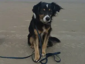 Cachorro raça SRD-ViraLata idade 6 ou mais anos nome Geleca