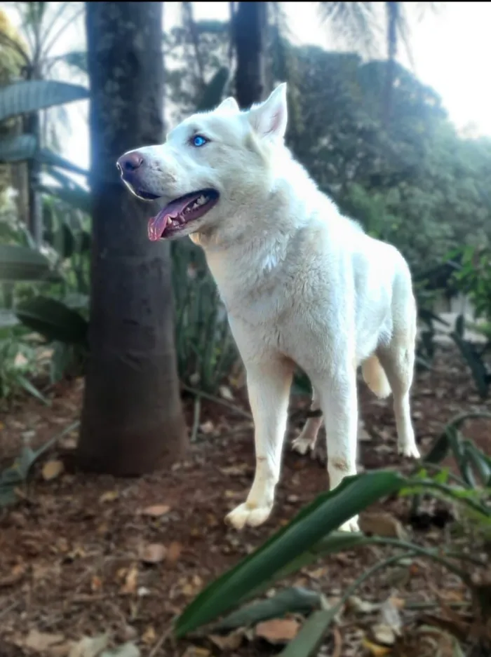 Cachorro raça Husky Siberiano idade 4 anos nome Snow