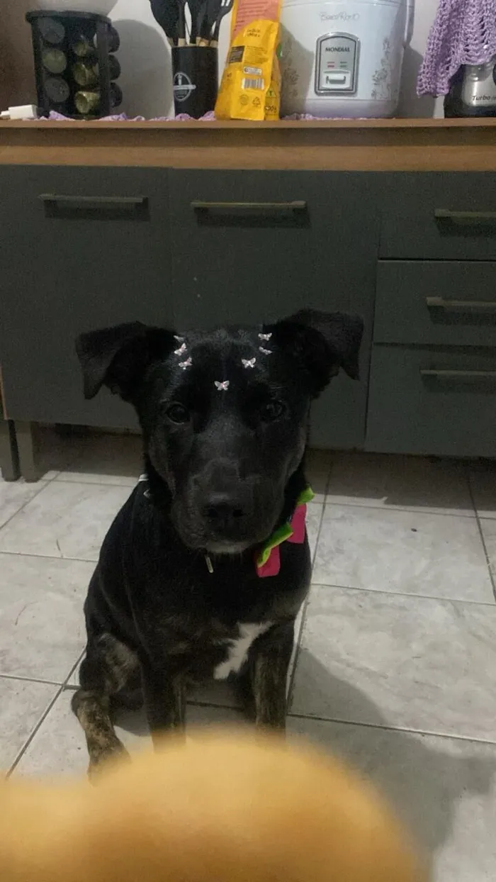 Cachorro raça SRD-ViraLata idade 7 a 11 meses nome Zara