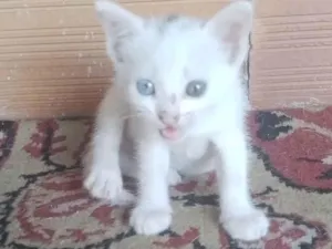 Gato raça SRD-ViraLata idade 2 a 6 meses nome Sem nome