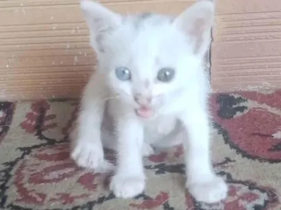 Gato raça SRD-ViraLata idade 2 a 6 meses nome Sem nome